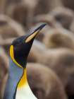 King penguin. South America, Falkland Islands, Volunteer Point Art Print